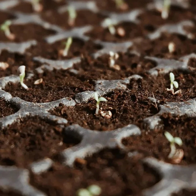 EcoBloom™ Prémiové organické kokosové tehly pre rastliny