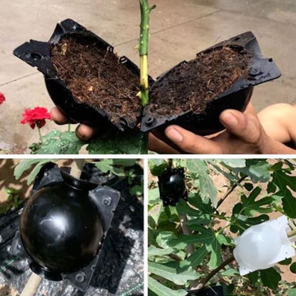 EcoRoot™ Box na rast koreňov rastlín