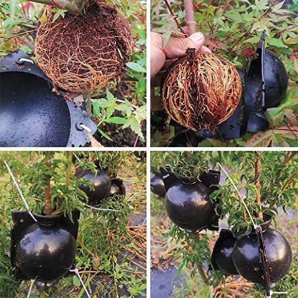 EcoRoot™ Box na rast koreňov rastlín