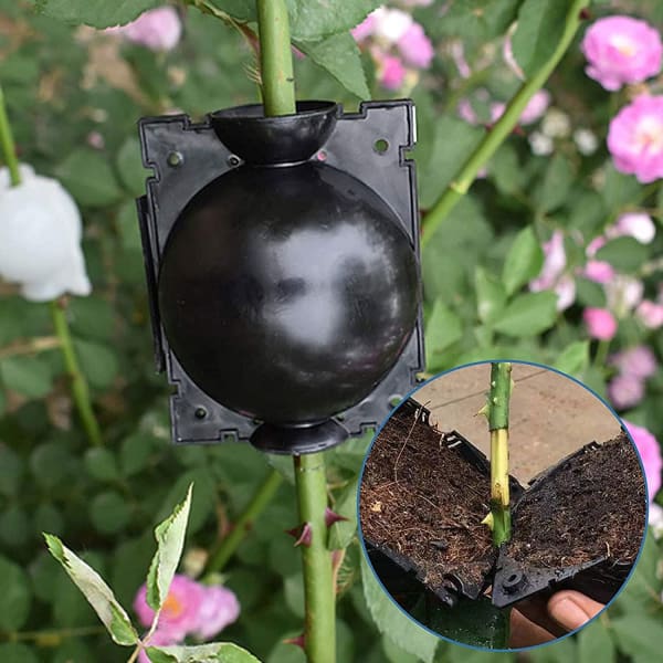 EcoRoot™ Box na rast koreňov rastlín